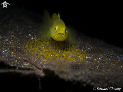 A Yellow Goby