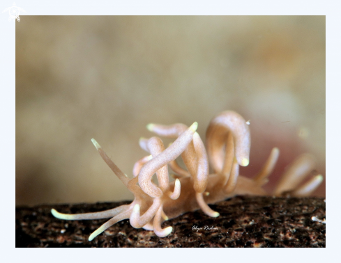 A Phyllodesmium Briareum | Nudibranch