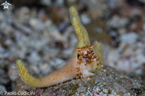 A Manucomplanus varians | Staghorn Hermit Crab