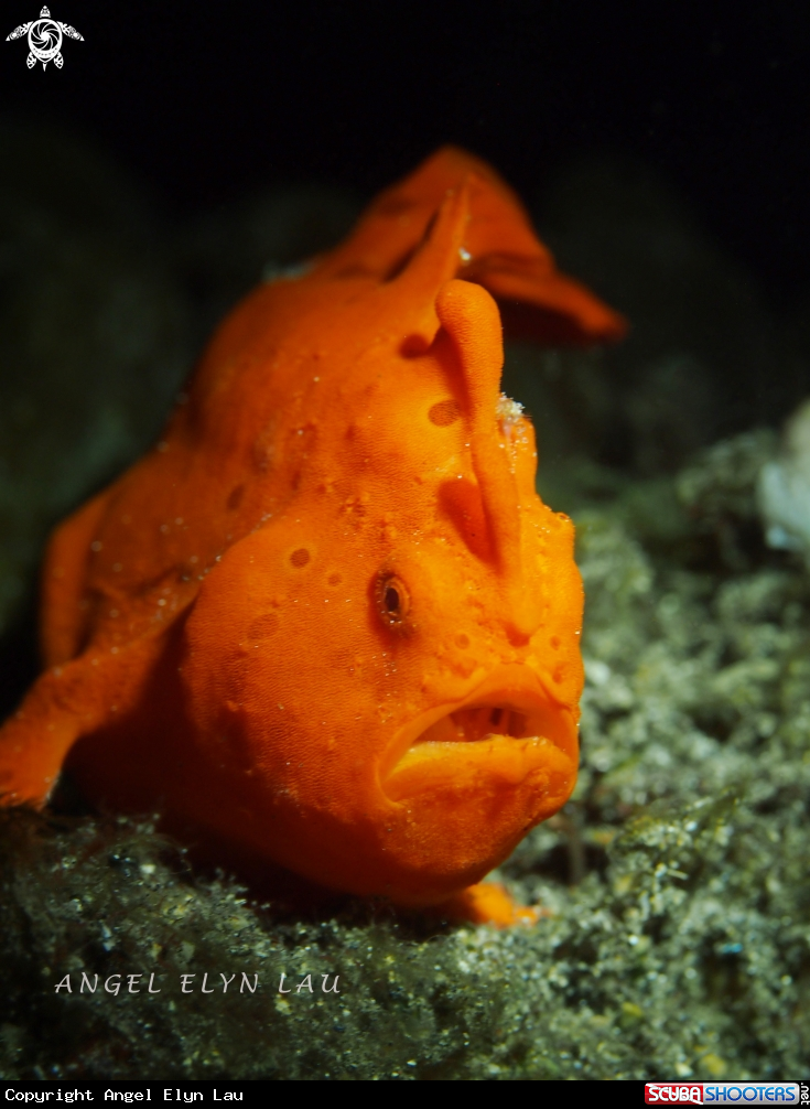 A Painted Frogfish