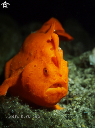 A Antennarius pictus | Painted Frogfish