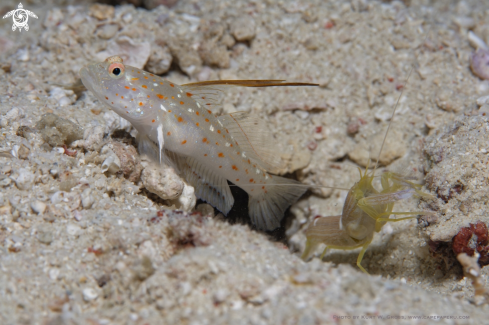 A Ctenogobiops tangaroai | Tangaroa Shrimp Goby