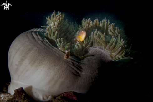 A diving | Andaman Sea