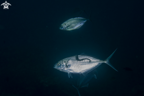 A diving | Andaman Sea