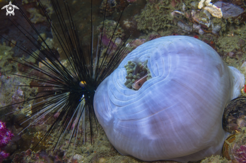 A diving | Andaman Sea