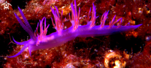 A flabellina affinis  CLASSE gasteropodi ORDINE nudibranchi  | 