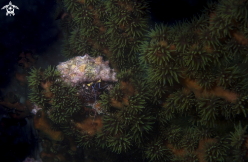 A diving | Andaman Sea