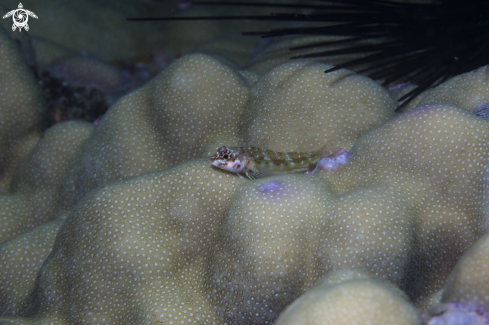 A diving | Andaman Sea