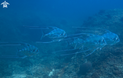 A Andaman Sea