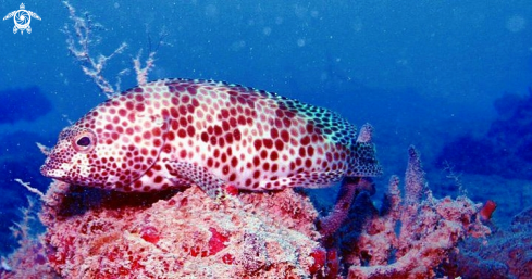 A Honeycomb Grouper adult