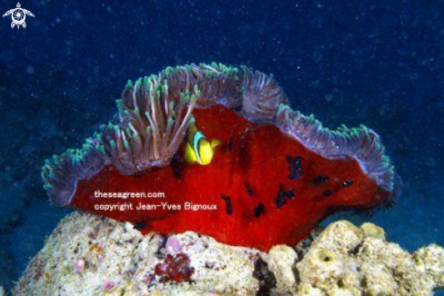 A Clownfish and Anemone ,Pointe d'Esny Mahebourg