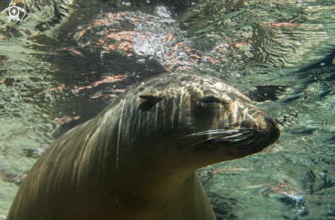 A California Sea Lion