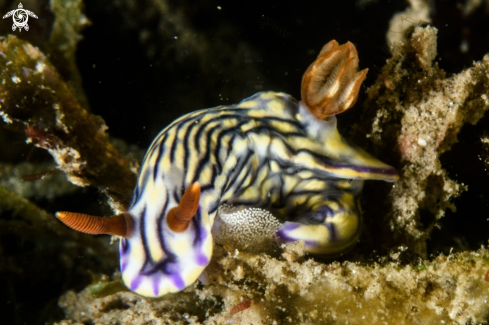 A Hypselodoris zephyra