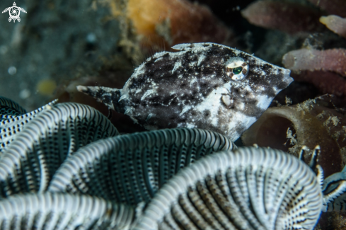 A Filefish