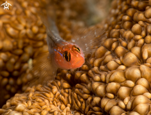 A Goby