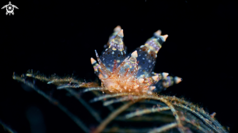 A Nudibranch