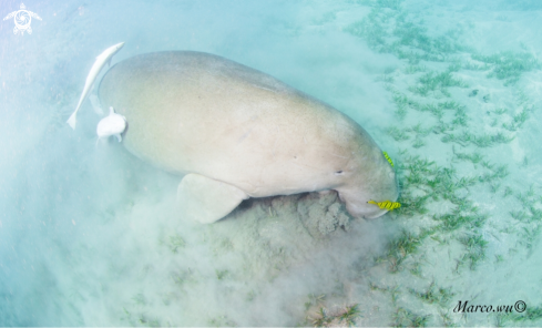 A Dugong 