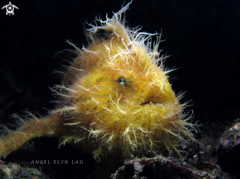 A Antennarius striatus | Hairy frogfish