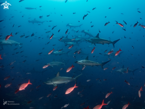 A Scalloped Hammerhead