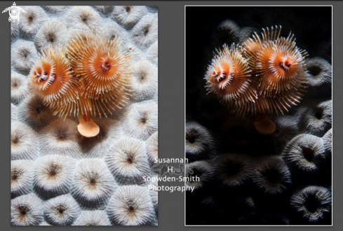 A Spirobranchus giganteus | Christmas Tree Worms Texture