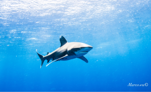 A Ocean white tip shark