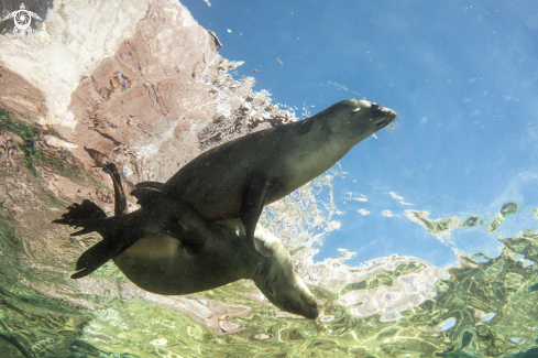 A California Sea Lion