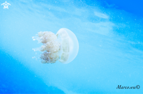 A Jellyfish 