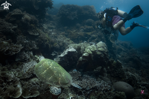 A Chelonioidea | Sea Turtle