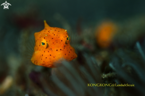 A Boxfish