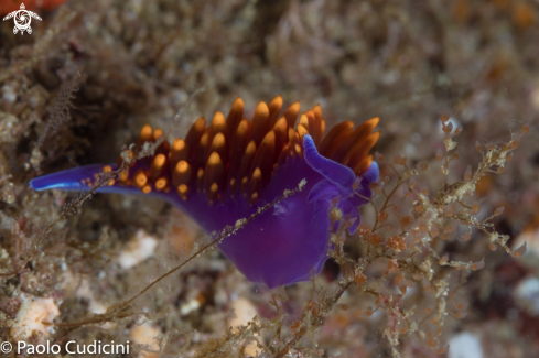 A Flabellina iodinea