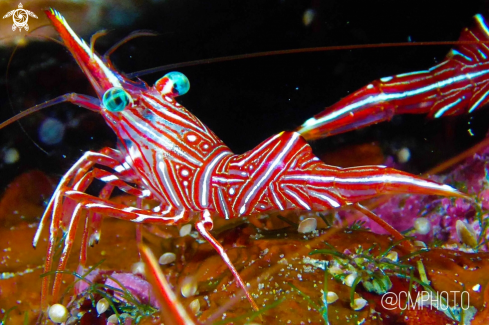 A Cleaning crab