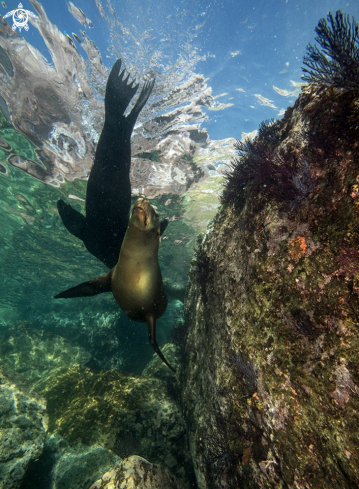 A California sea lions