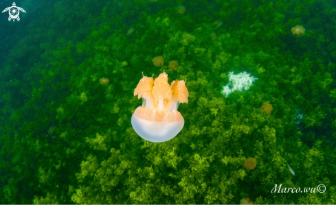 A Jellyfish