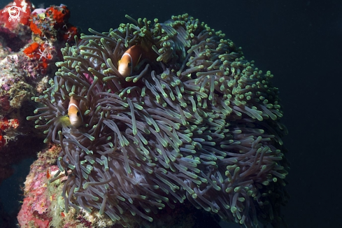 A Anemonefish 