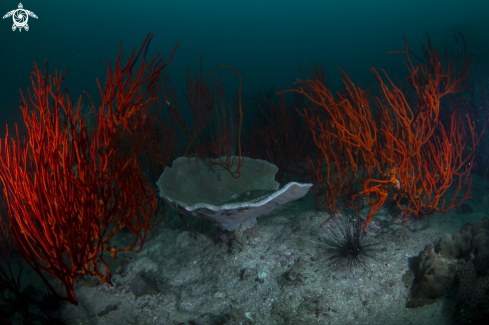 A Andaman Sea