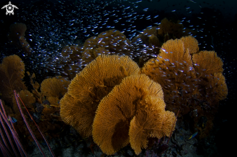 A Andaman Sea