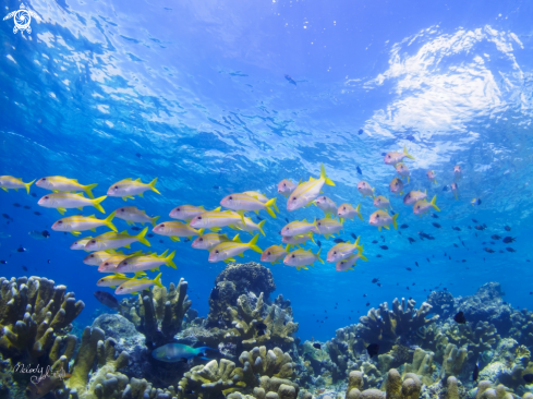 A Coral fish 