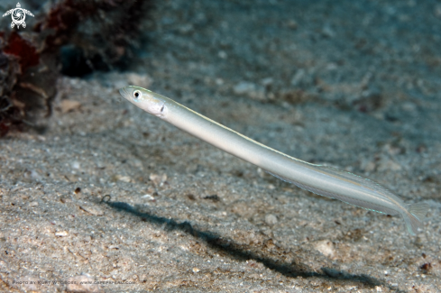 A Gunnellichtihys monostigma, male | Sand Diver