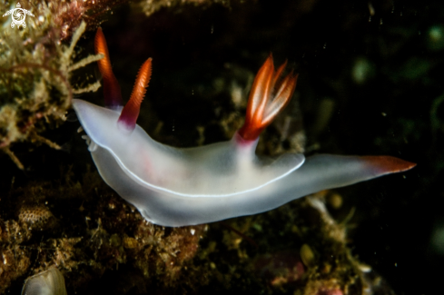 A Hypselodoris bullockii 