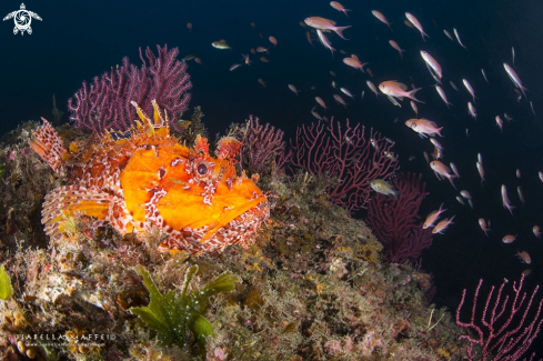 A Scorpaena scrofa | Scorpion fish