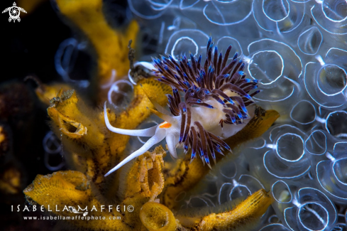 A Cratena peregrina | Cratena 