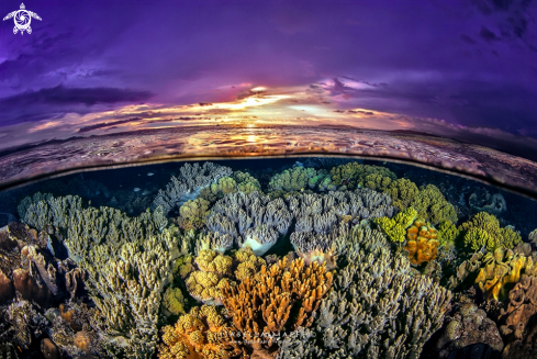 A Coral Reef Garden