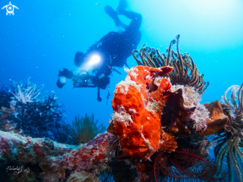 A Frog fish 