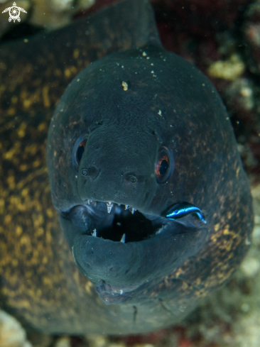A Gymnothorax thyrsoideus | Moray eel