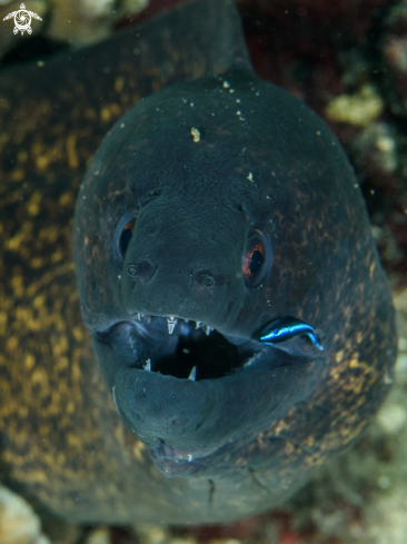 A Moray eel