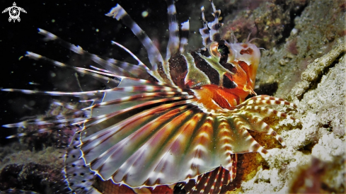 A Lion Fish