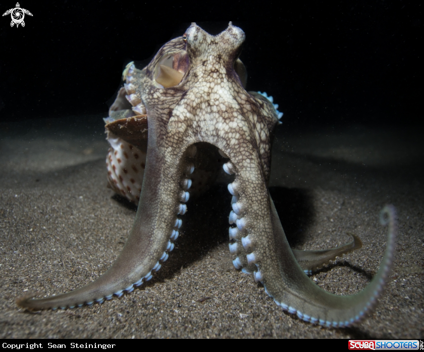 A Coconut Octopus