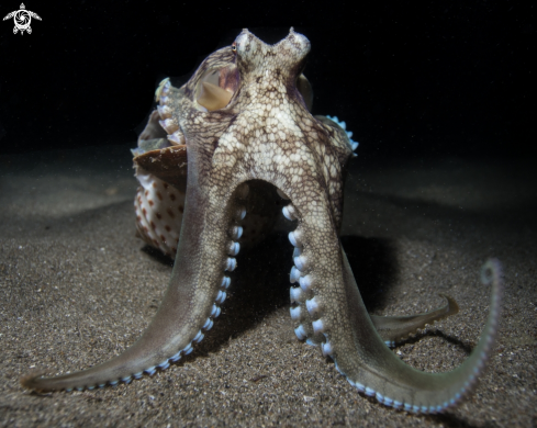 A Coconut Octopus