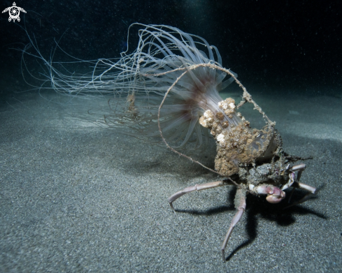 A Decorator Crab