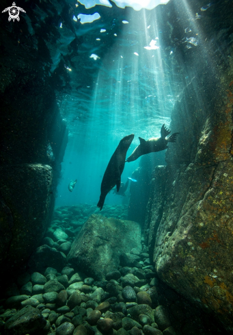 A California Sea Lions